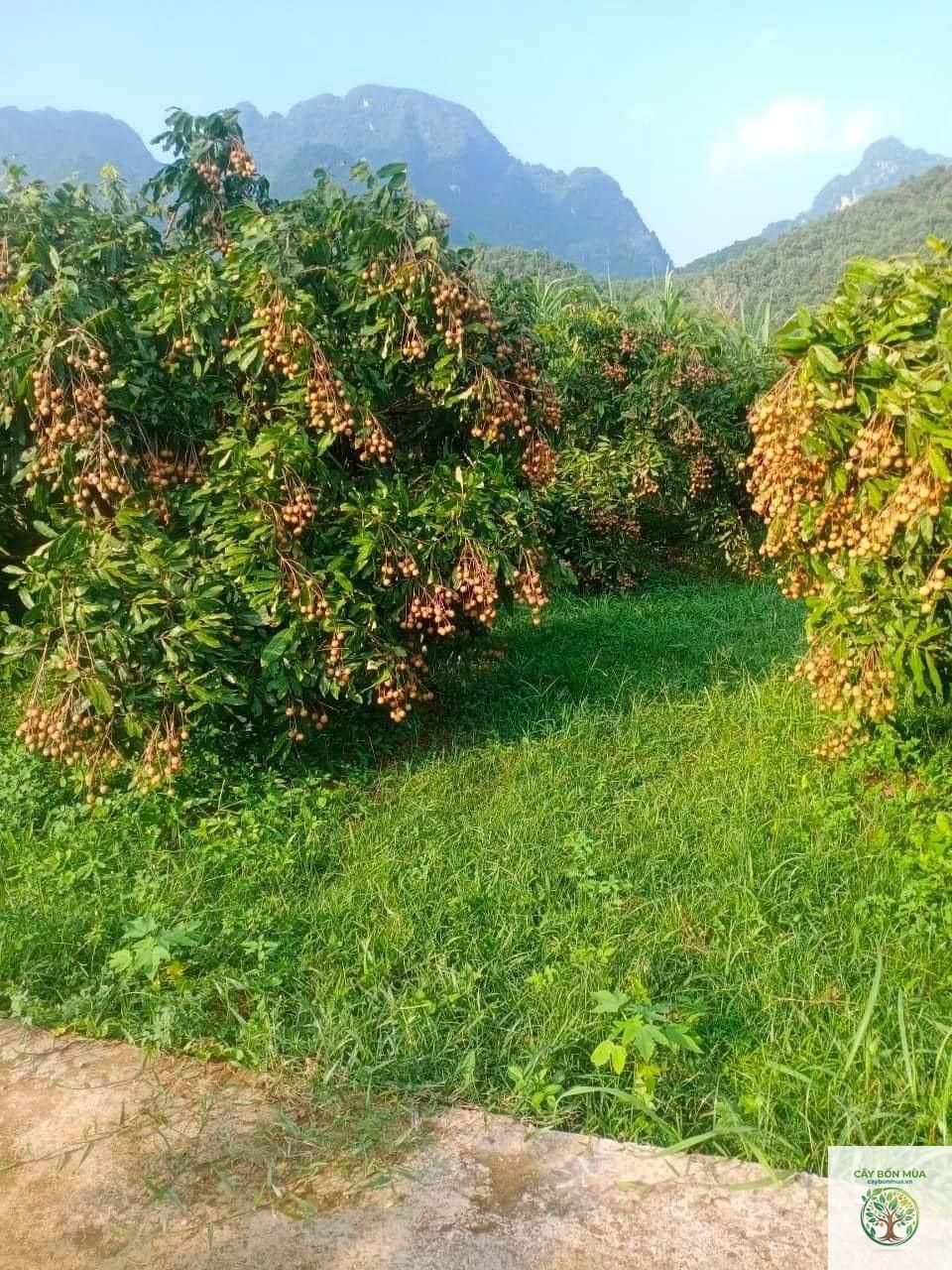 cây nhãn lồng Hưng Yên - Image 4