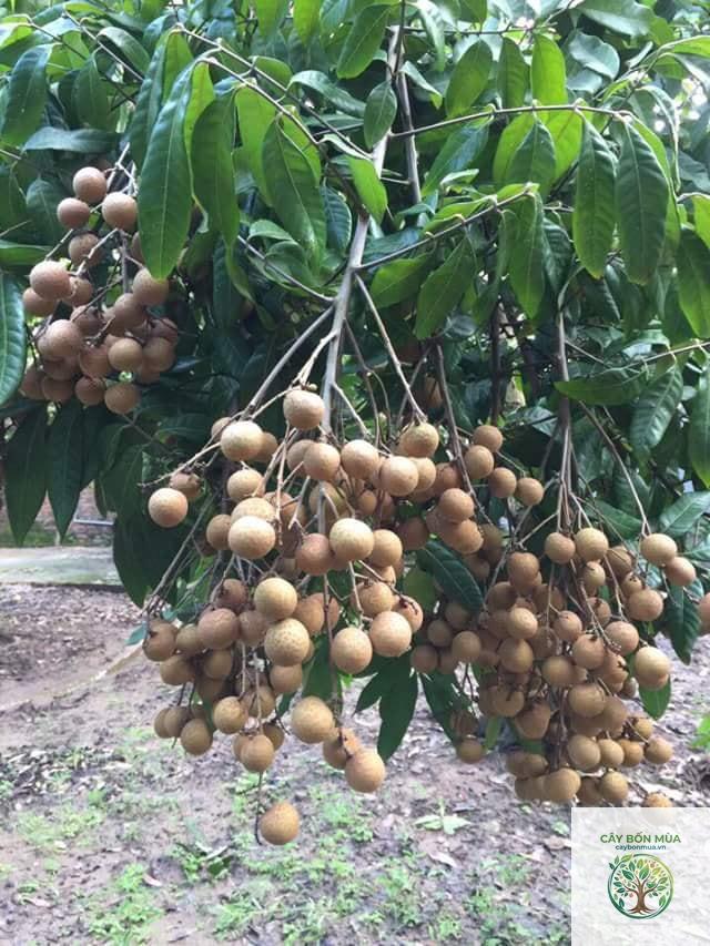 cây nhãn lồng Hưng Yên