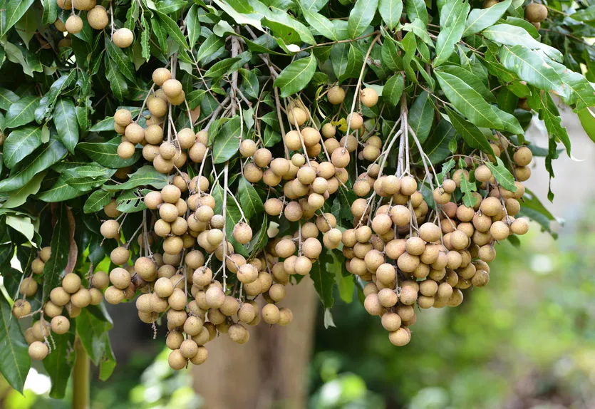 cây nhãn tiêu da bò - Image 2