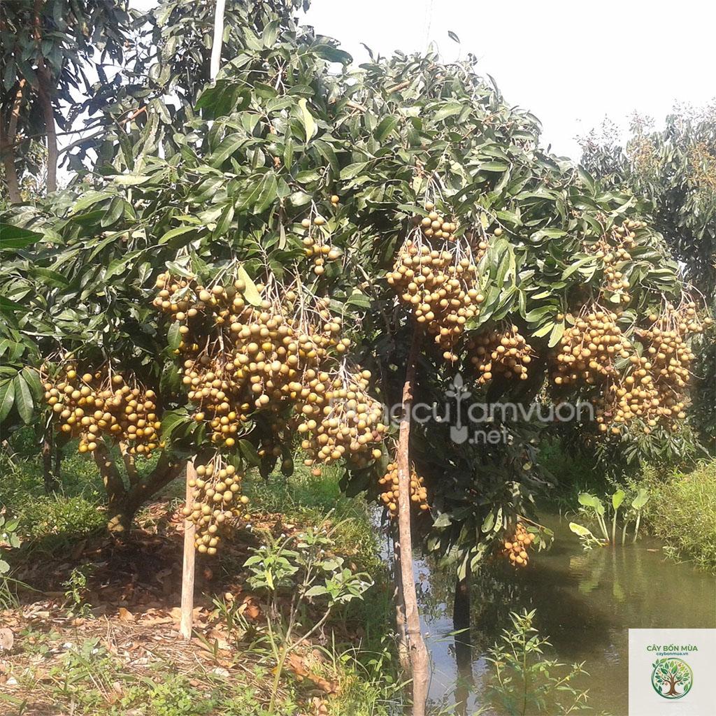 cây nhãn tiêu da bò - Image 5