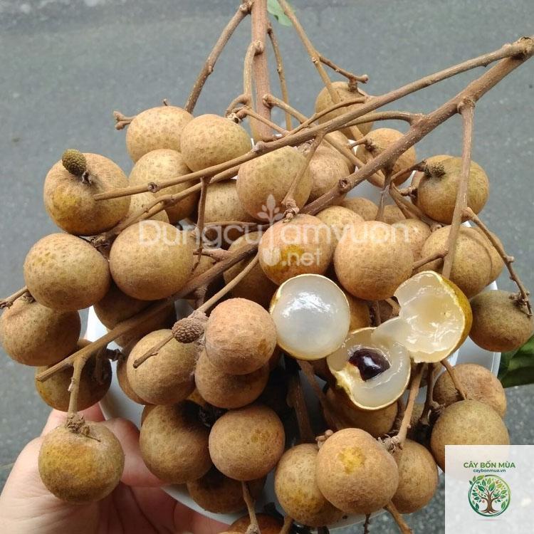 cây nhãn tiêu da bò