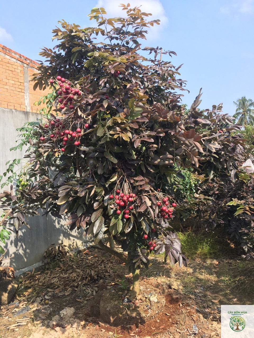 cây nhãn tím - Image 2