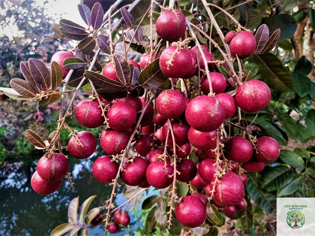 cây nhãn tím