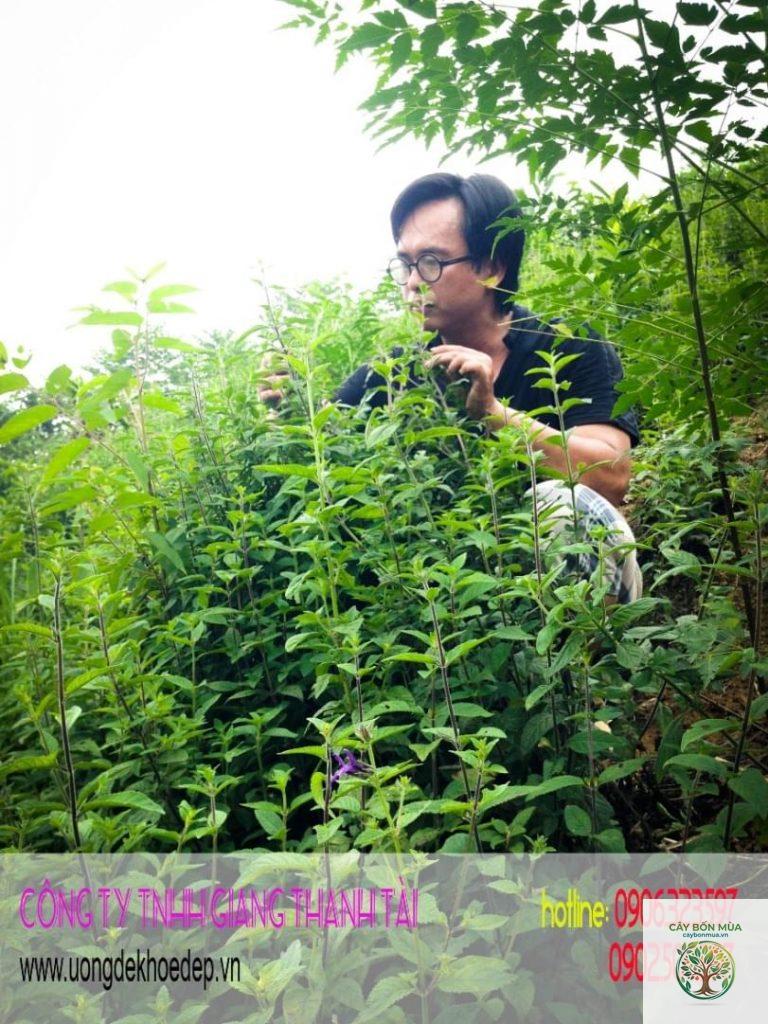 cây nhân trần nam - Image 2