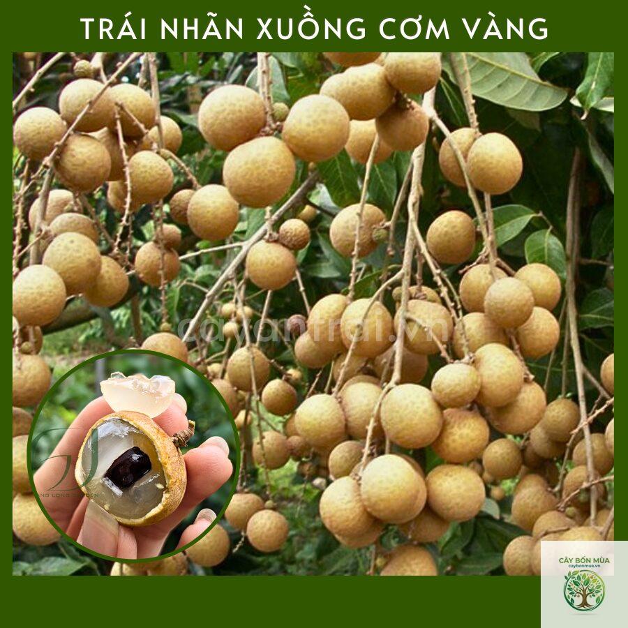 cây nhãn vàng - Image 5