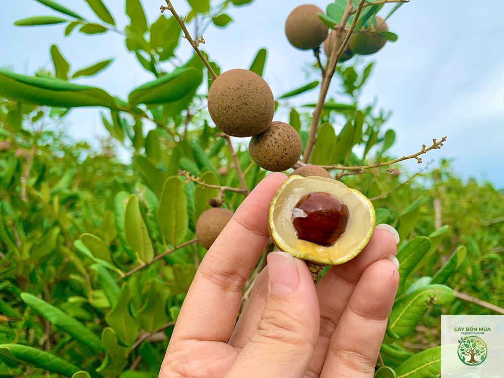 cây nhãn xuồng - Image 2