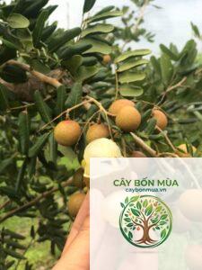 cây nhãn xuồng cơm vàng