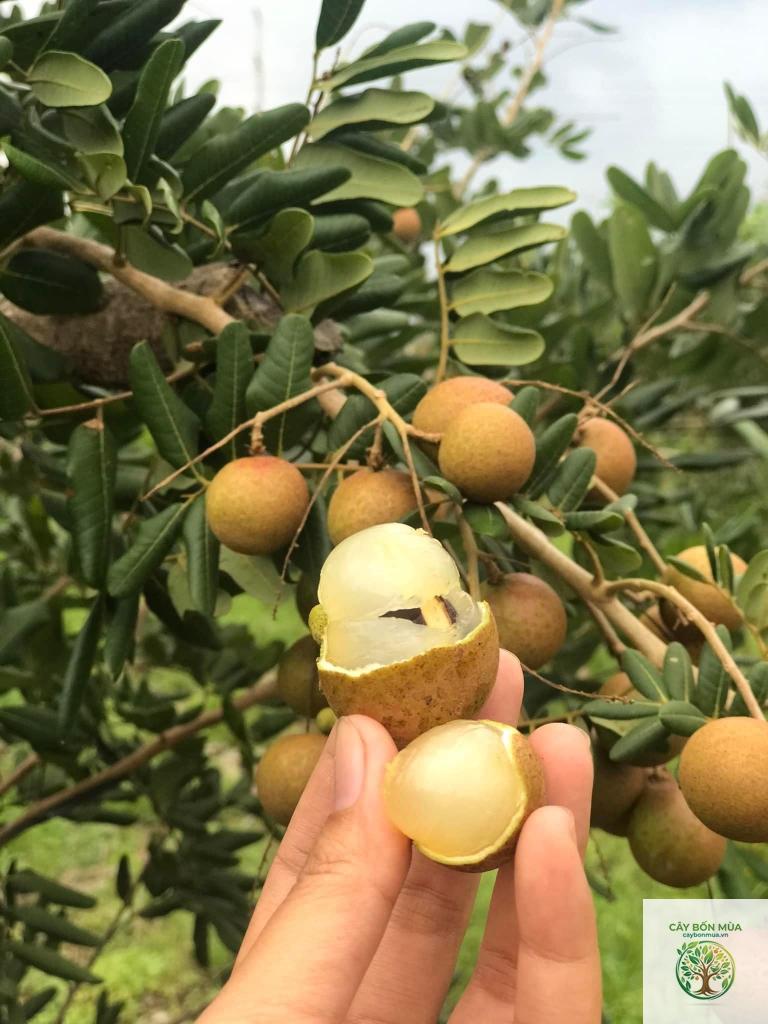 cây nhãn xuồng cơm vàng