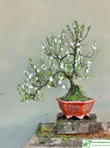 cây nhất chi mai