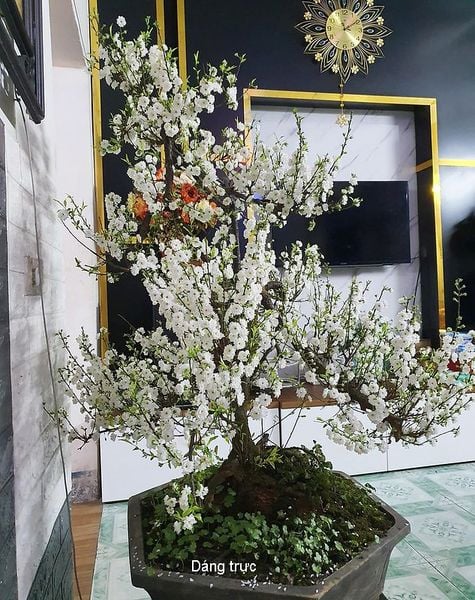 cây nhất chi mai - Image 3