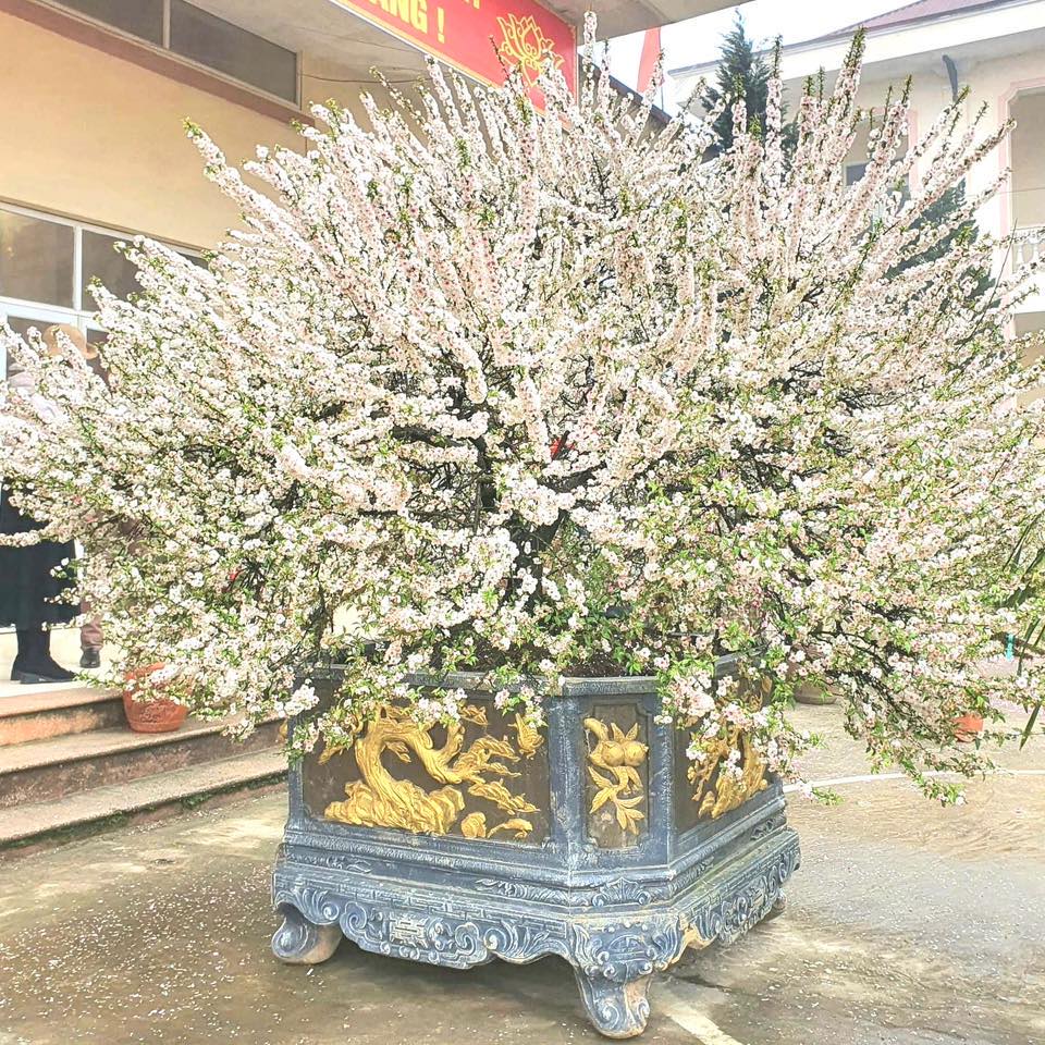 cây nhất chi mai - Image 4