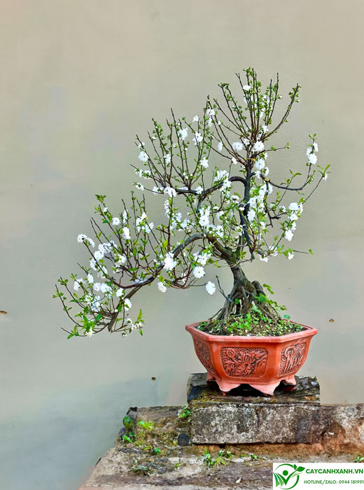 cây nhất chi mai