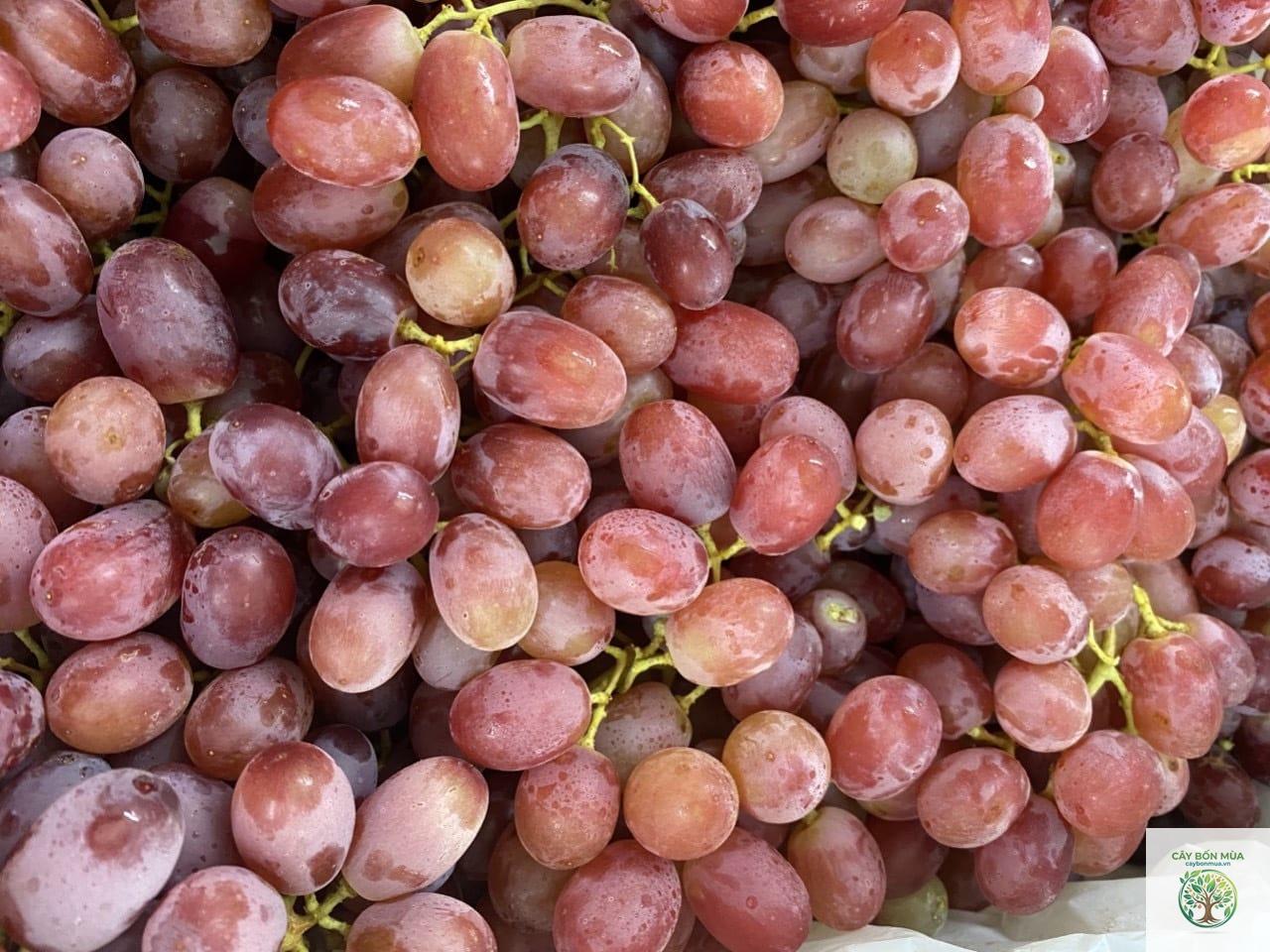 cây nho Crimson Seedless - Image 2