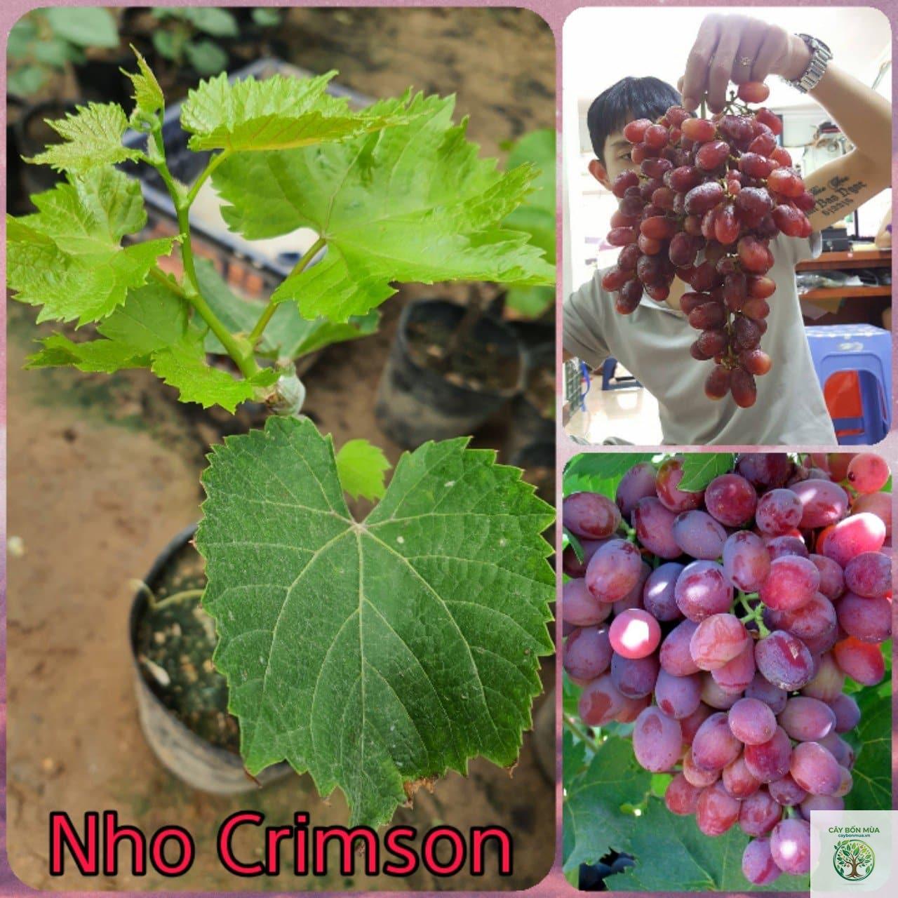 cây nho Crimson Seedless - Image 3