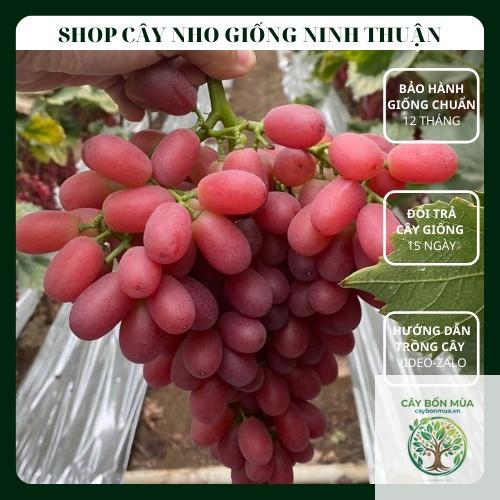 cây nho Crimson Seedless - Image 4