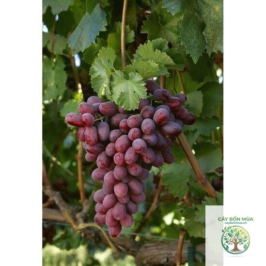 cây nho Crimson Seedless