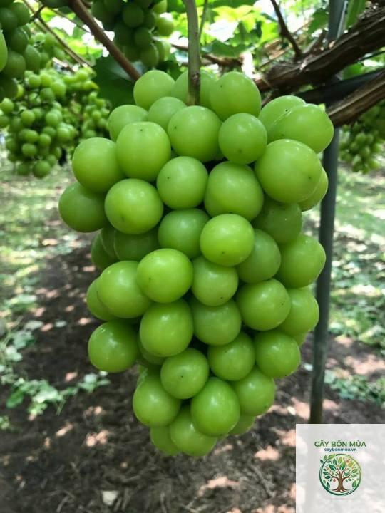 cây nho Shine Muscat