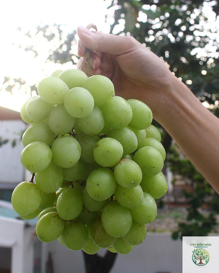 cây nho Thompson Seedless - Image 2