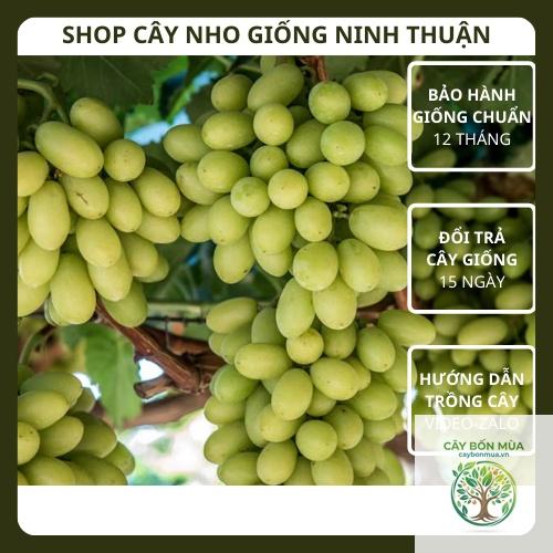 cây nho Thompson Seedless