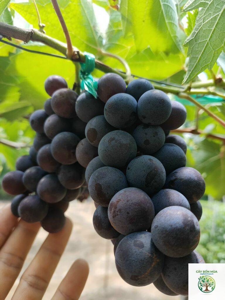 cây nho hạ đen