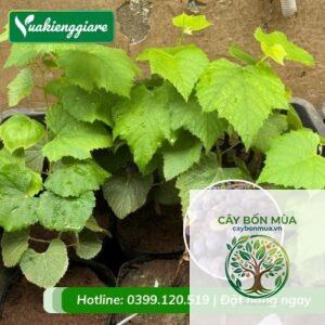 cây nho kẹo đường
