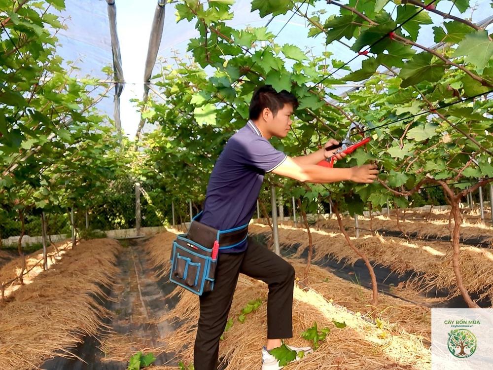 cây nho sữa - Image 2
