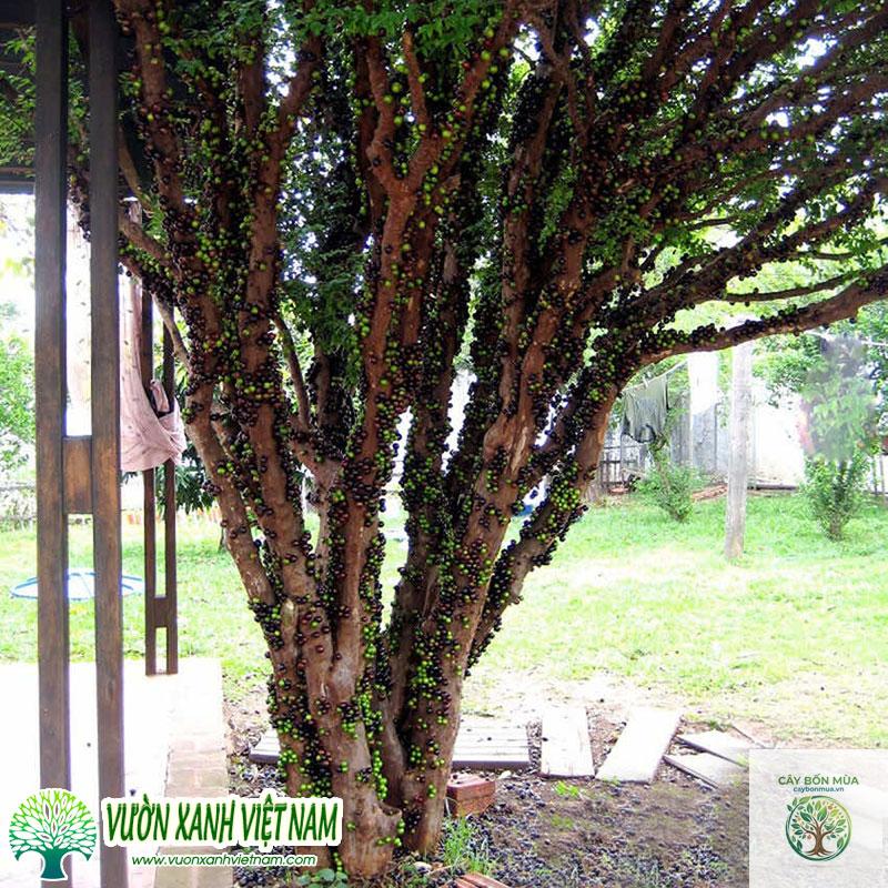 cây nho thân gỗ - Image 5
