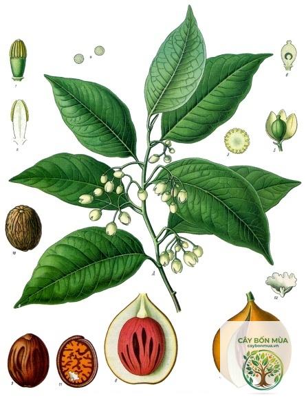 cây nhục đậu khấu - Image 4