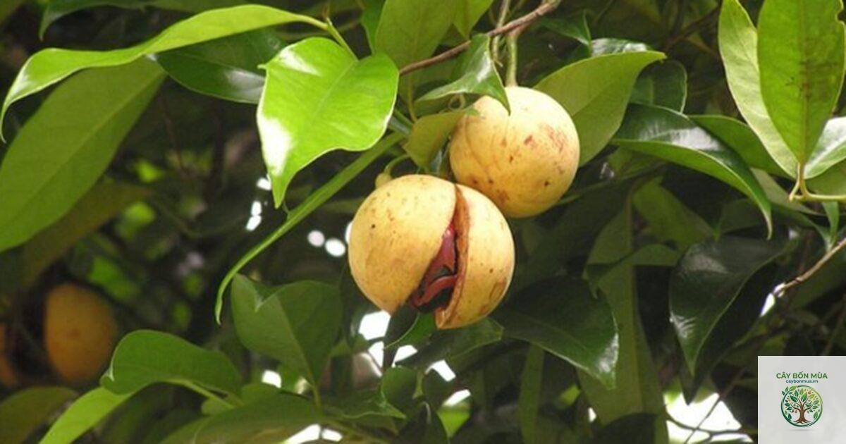 cây nhục đậu khấu Papua - Image 3