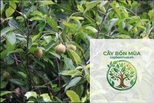 cây nhục đậu khấu Papua