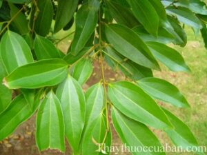 cây nhục quế