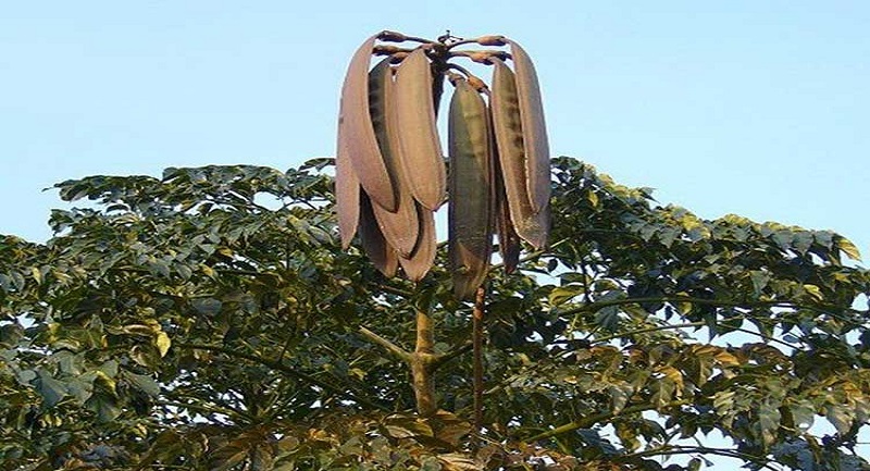 cây núc nác - Image 5