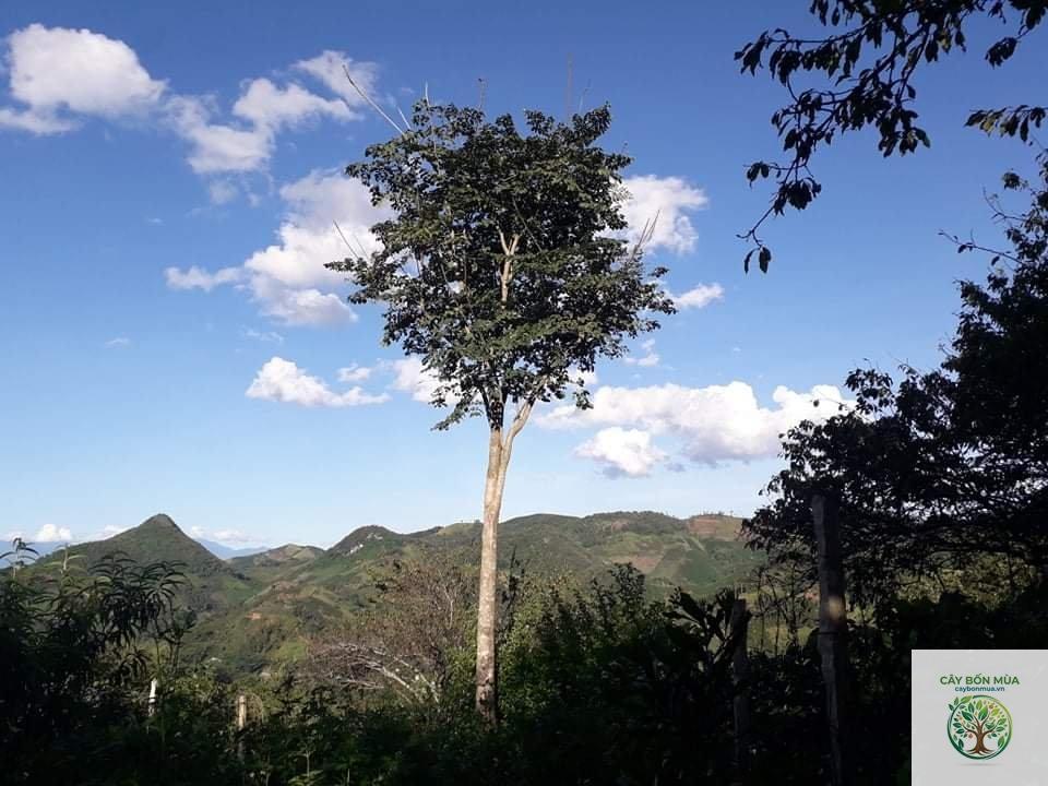 cây núc nác rừng - Image 5