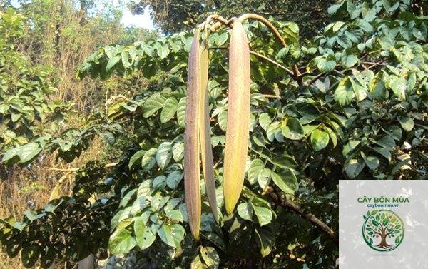 cây núc nác rừng