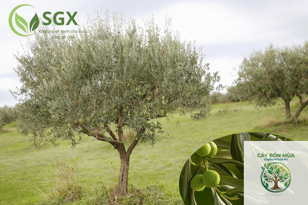 cây ô liu dại - Image 2