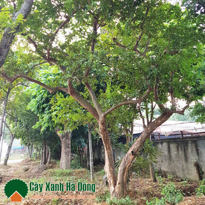 cây ổi - Image 2