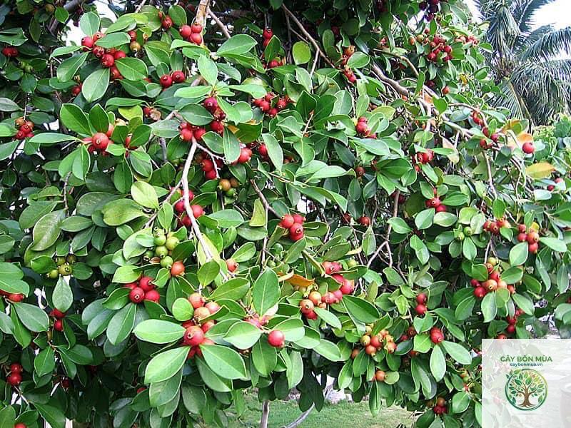 cây ổi Nhật - Image 3