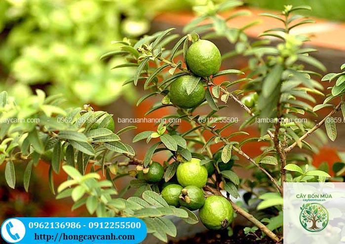 cây ổi Trung Quốc