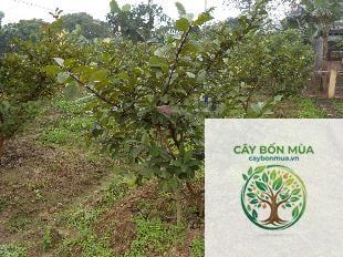 cây ổi Xá Lị - Image 3