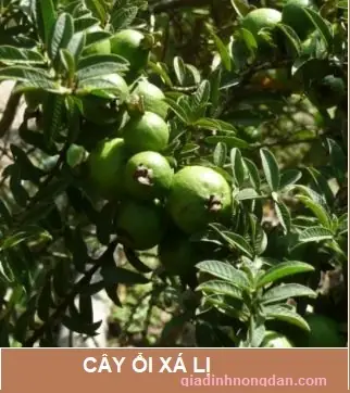 cây ổi Xá Lị - Image 4