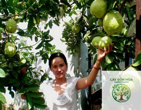 cây ổi Xá Lị
