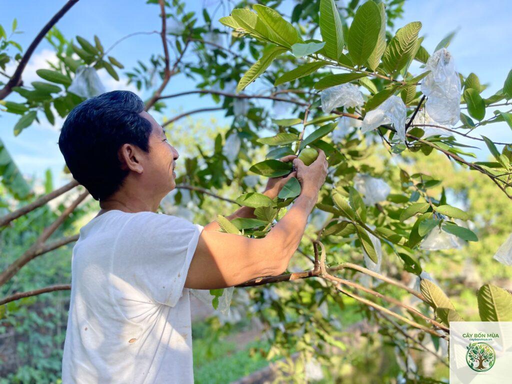 cây ổi bo