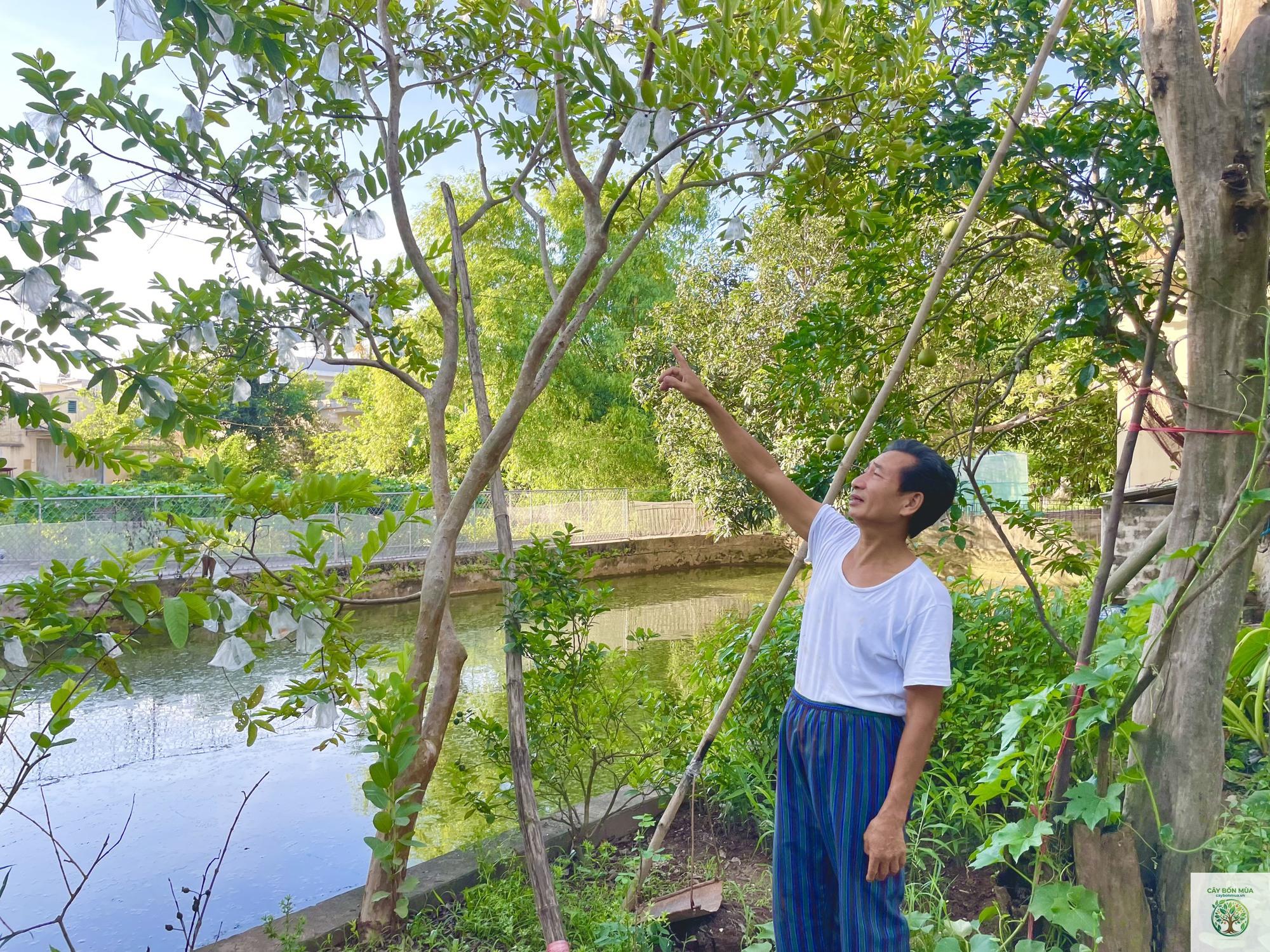 cây ổi bo - Image 2