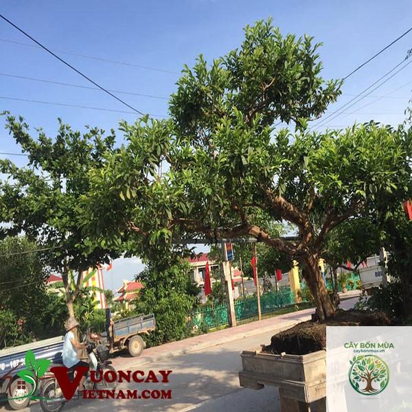 cây ổi đào - Image 5