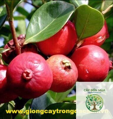 cây ổi đỏ