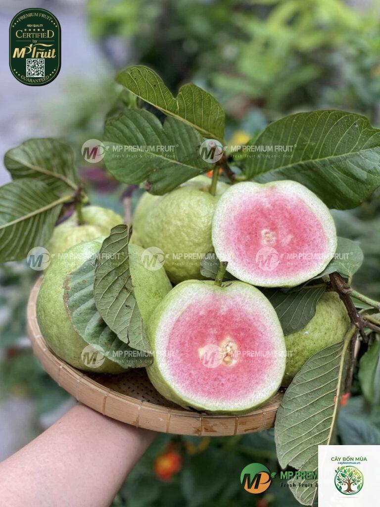 cây ổi hồng