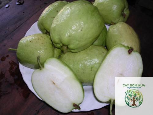 cây ổi không hạt - Image 3