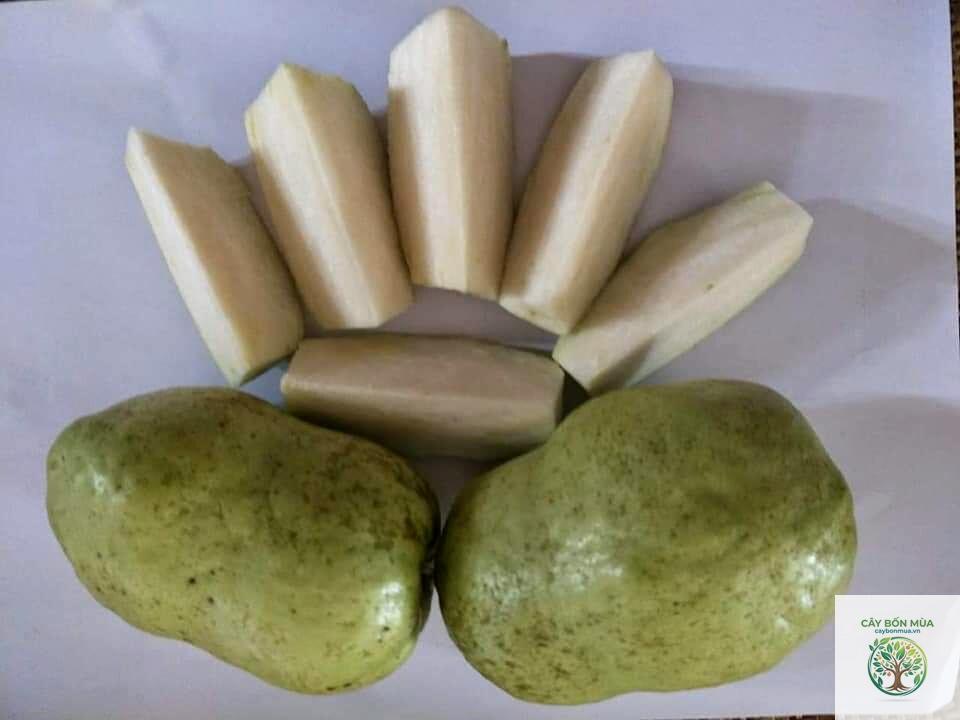 cây ổi không hạt Đài Loan - Image 2