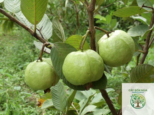cây ổi không hạt Đài Loan - Image 3
