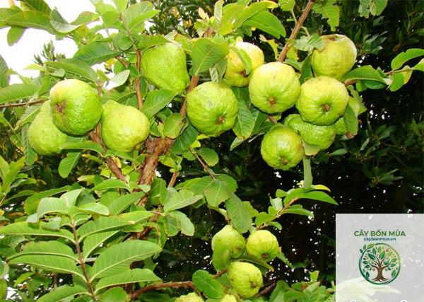 cây ổi lê Đài Loan